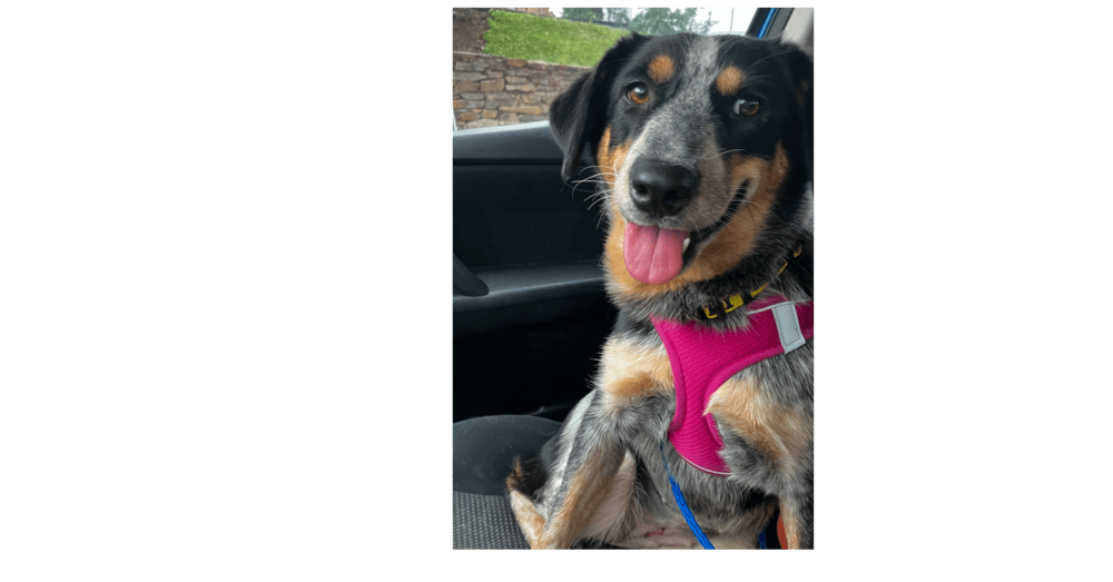 Bluey - Australian Cattle Dog/Blue Heeler