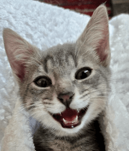 Freya image 1