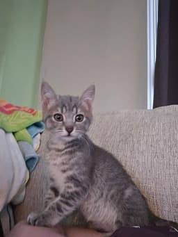 Freya image 2