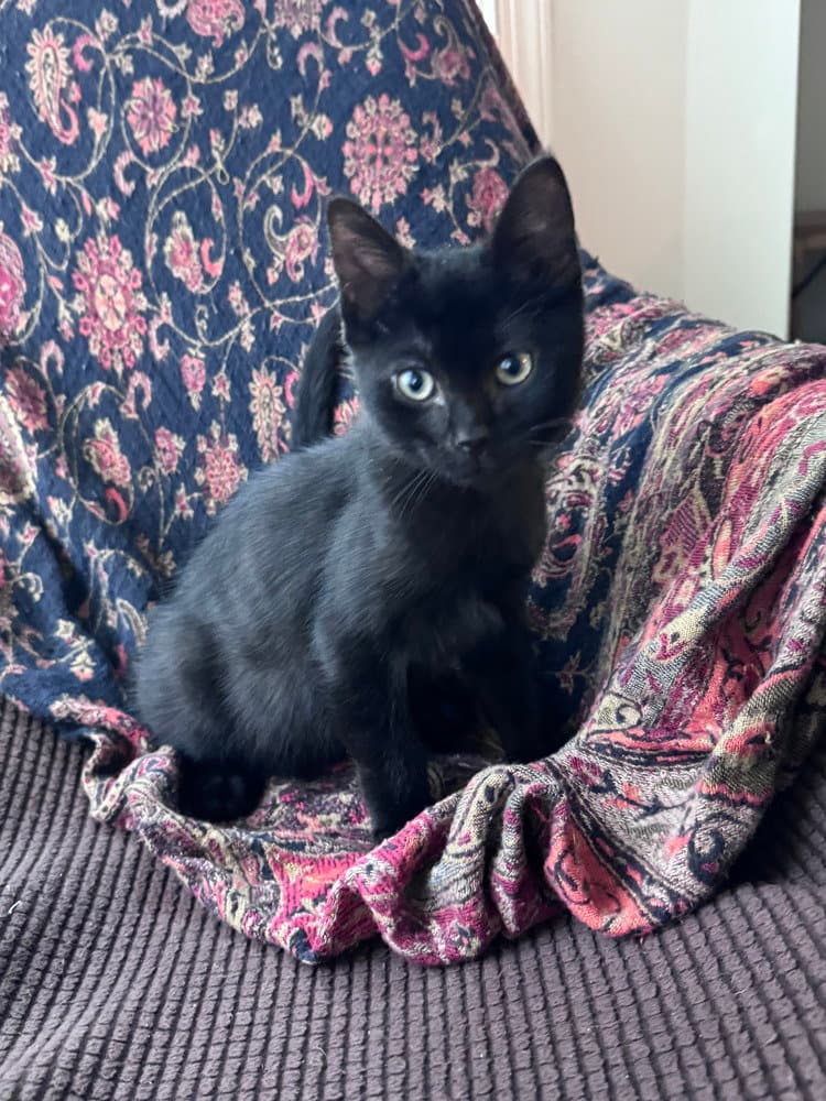 Jalapeno - Domestic Short Hair