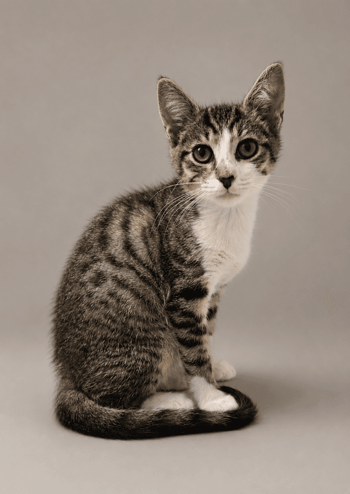 Sushi - Domestic Short Hair