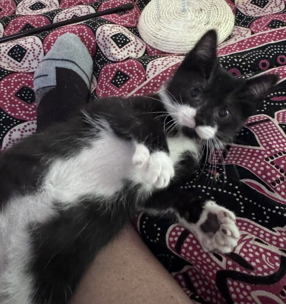 Serana - Domestic Short Hair