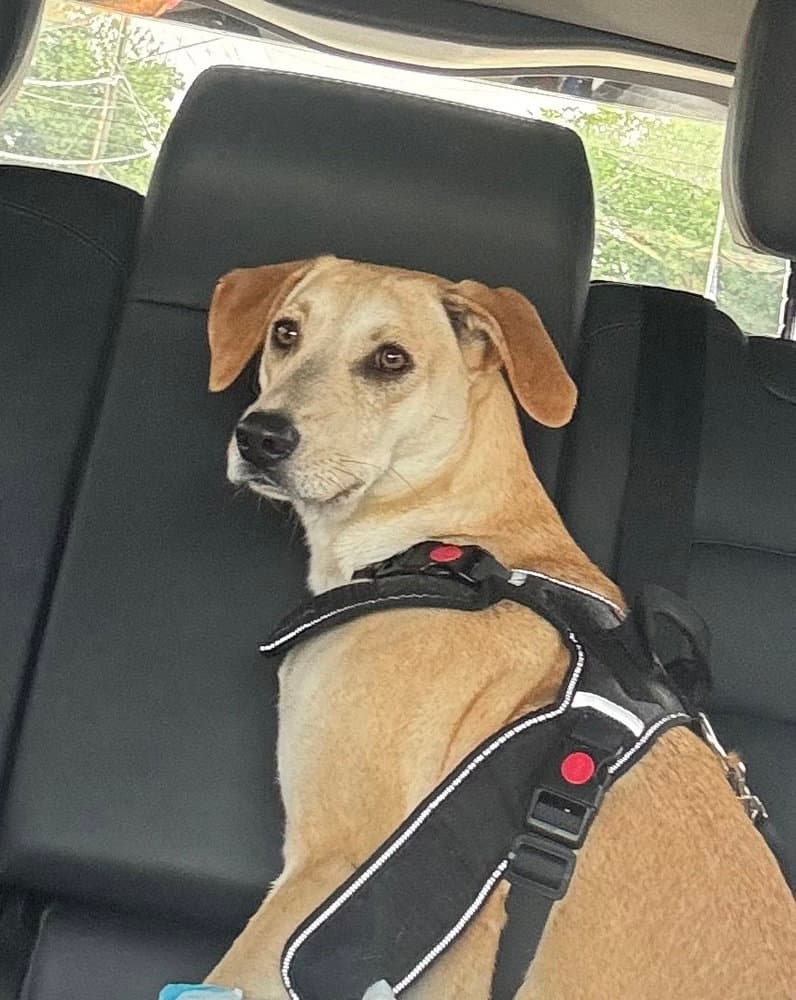Snowflake - Carolina Dog