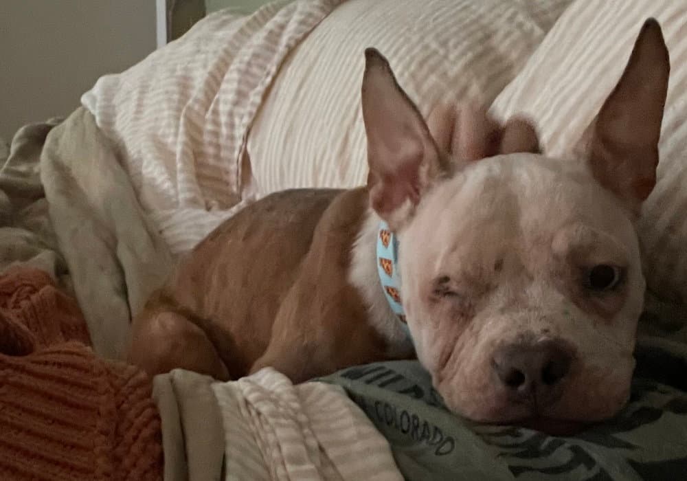 Pilar - French Bulldog