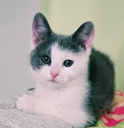 Arya image 1