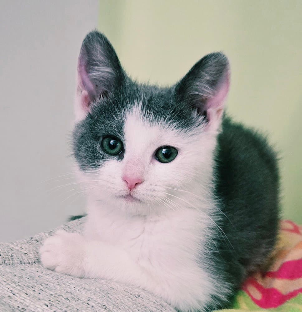 Arya - Domestic Medium Hair