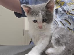 Arya image 2