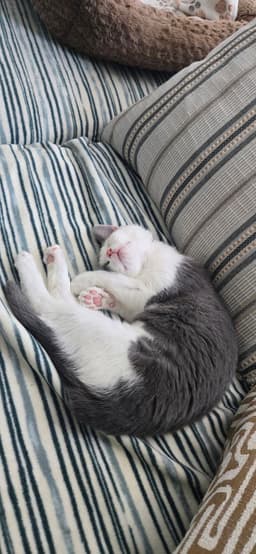 Arya image 4