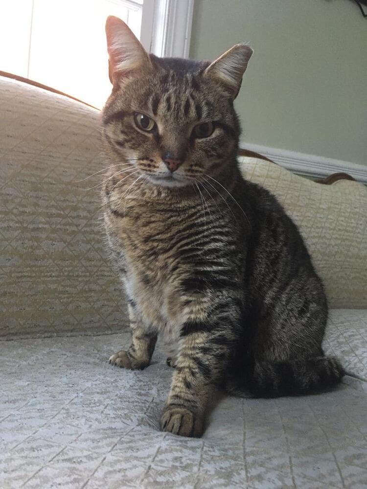 Charlie - Domestic Short Hair