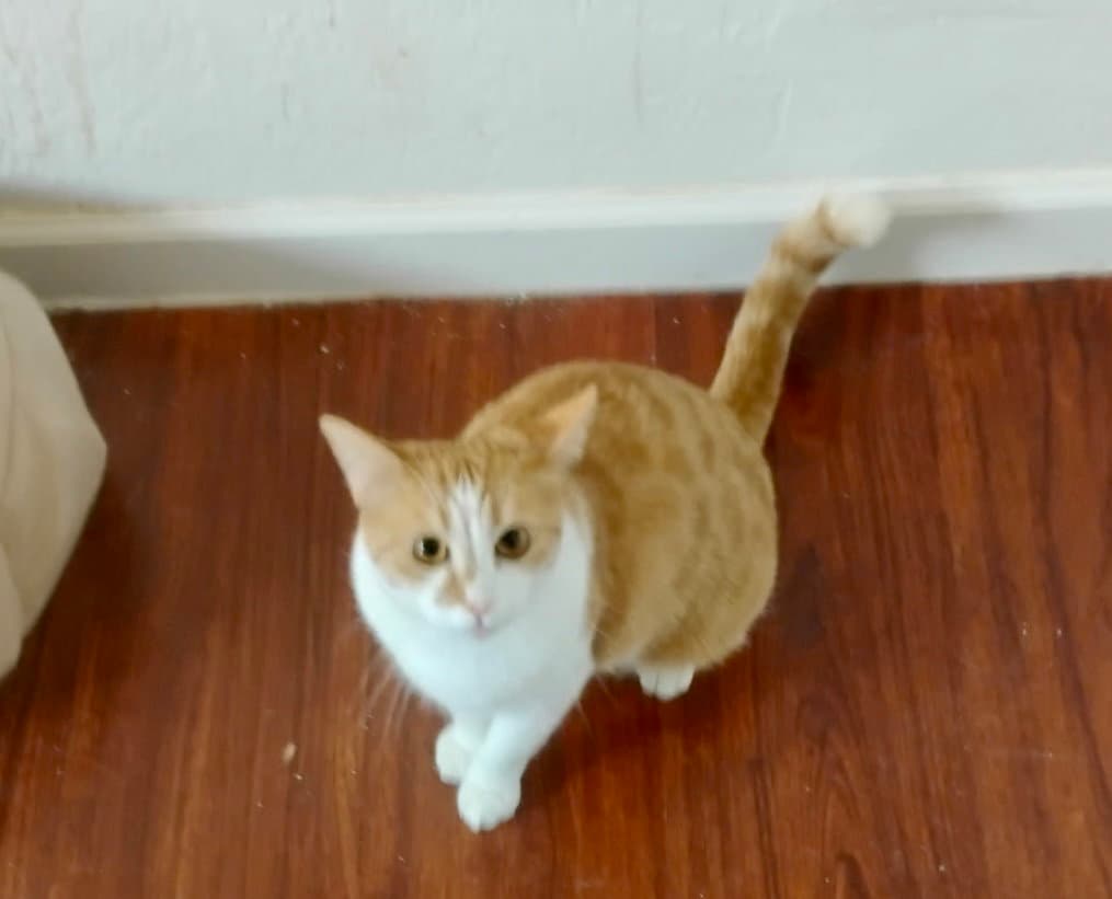 Gingersnap - Domestic Short Hair