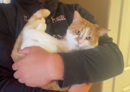 Gingersnap image 3