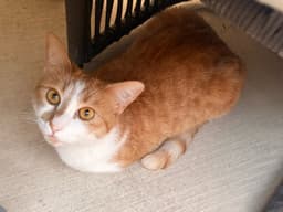 Gingersnap image 2