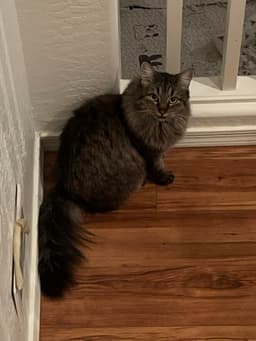 Maggie image 3