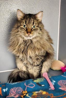 Maggie image 1