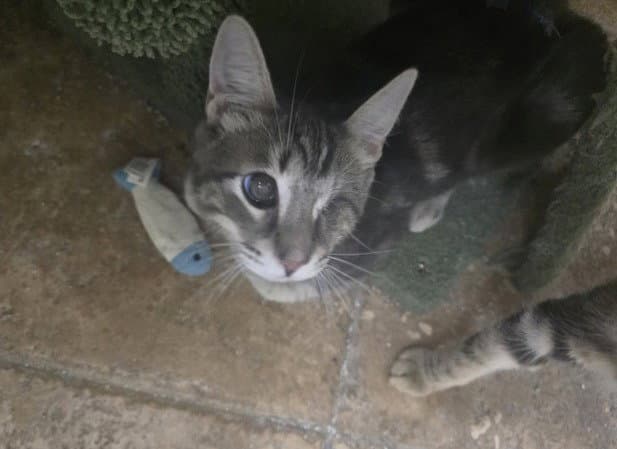 Freddy - Domestic Short Hair