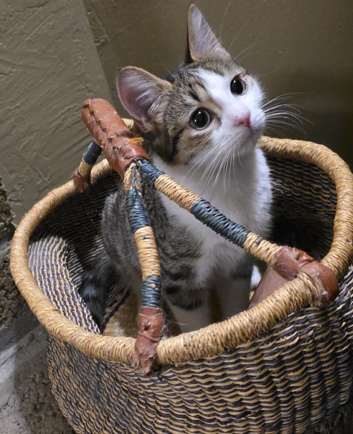Ziggy - Domestic Short Hair