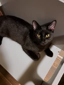 Sammy image 2