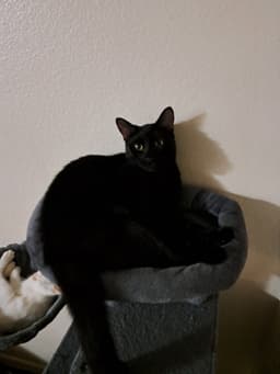 Sammy image 3