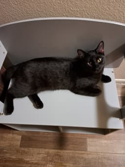 Sammy image 4