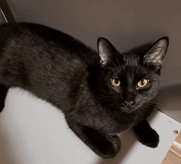 Sammy image 1