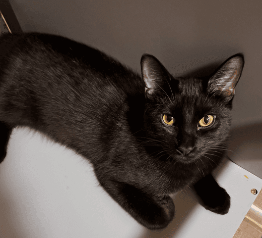 Sammy - Domestic Short Hair