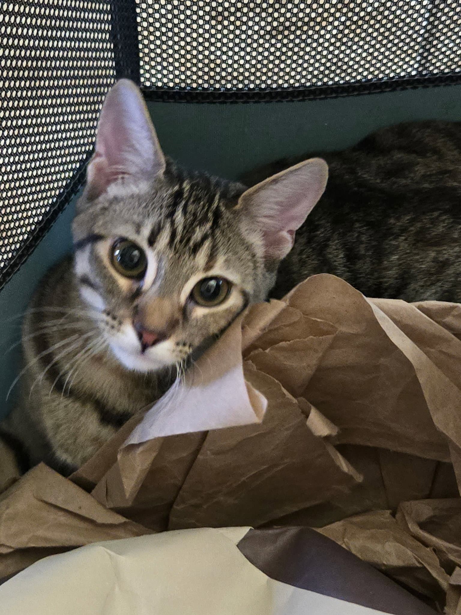 Tank - Domestic Short Hair