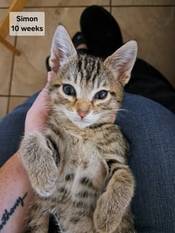 Simon image 2