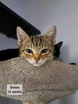 Simon image 1