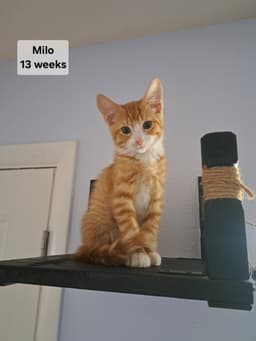Milo image 2