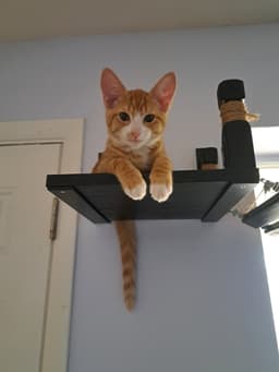 Milo image 1