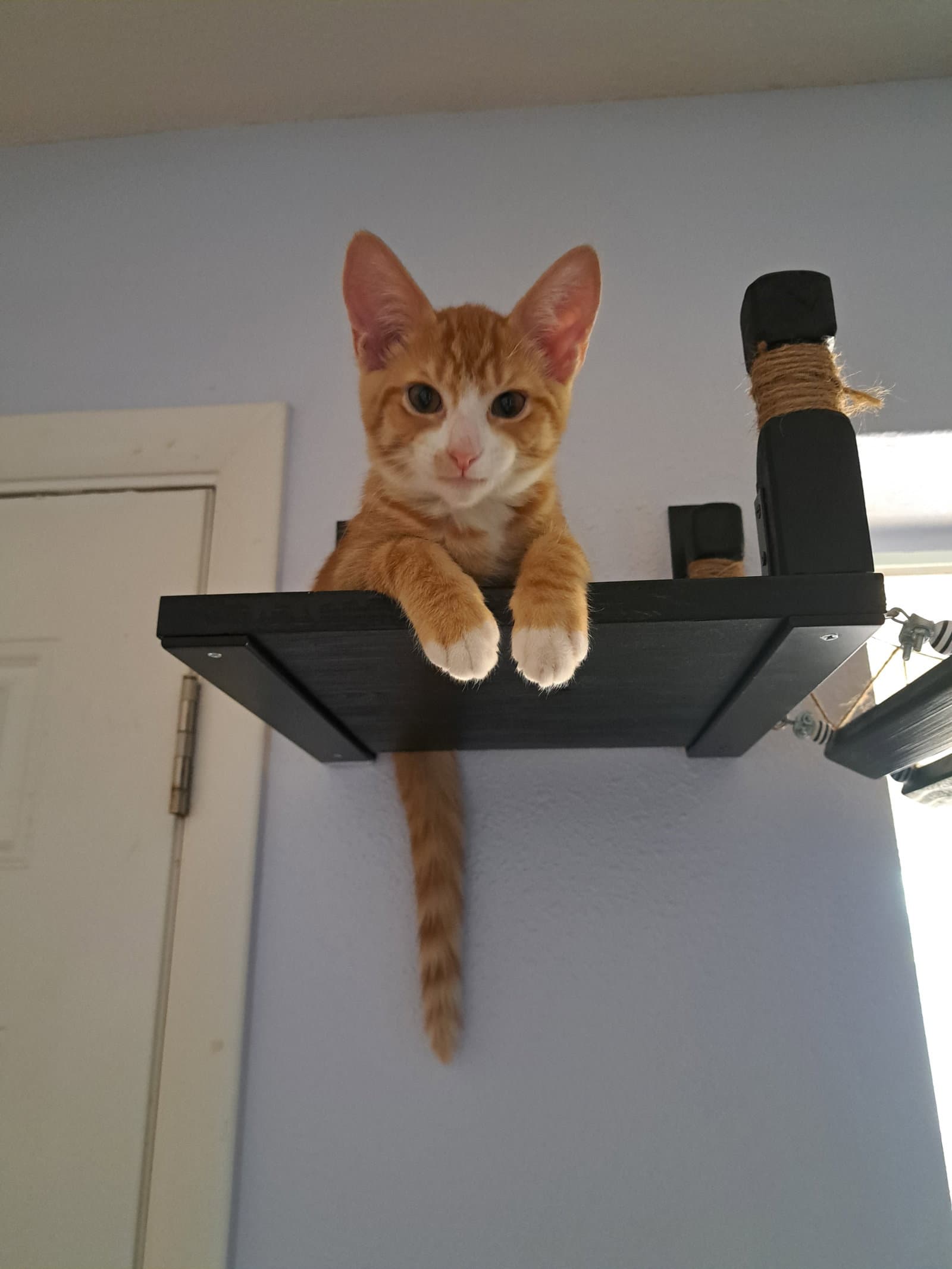 Milo - Domestic Short Hair