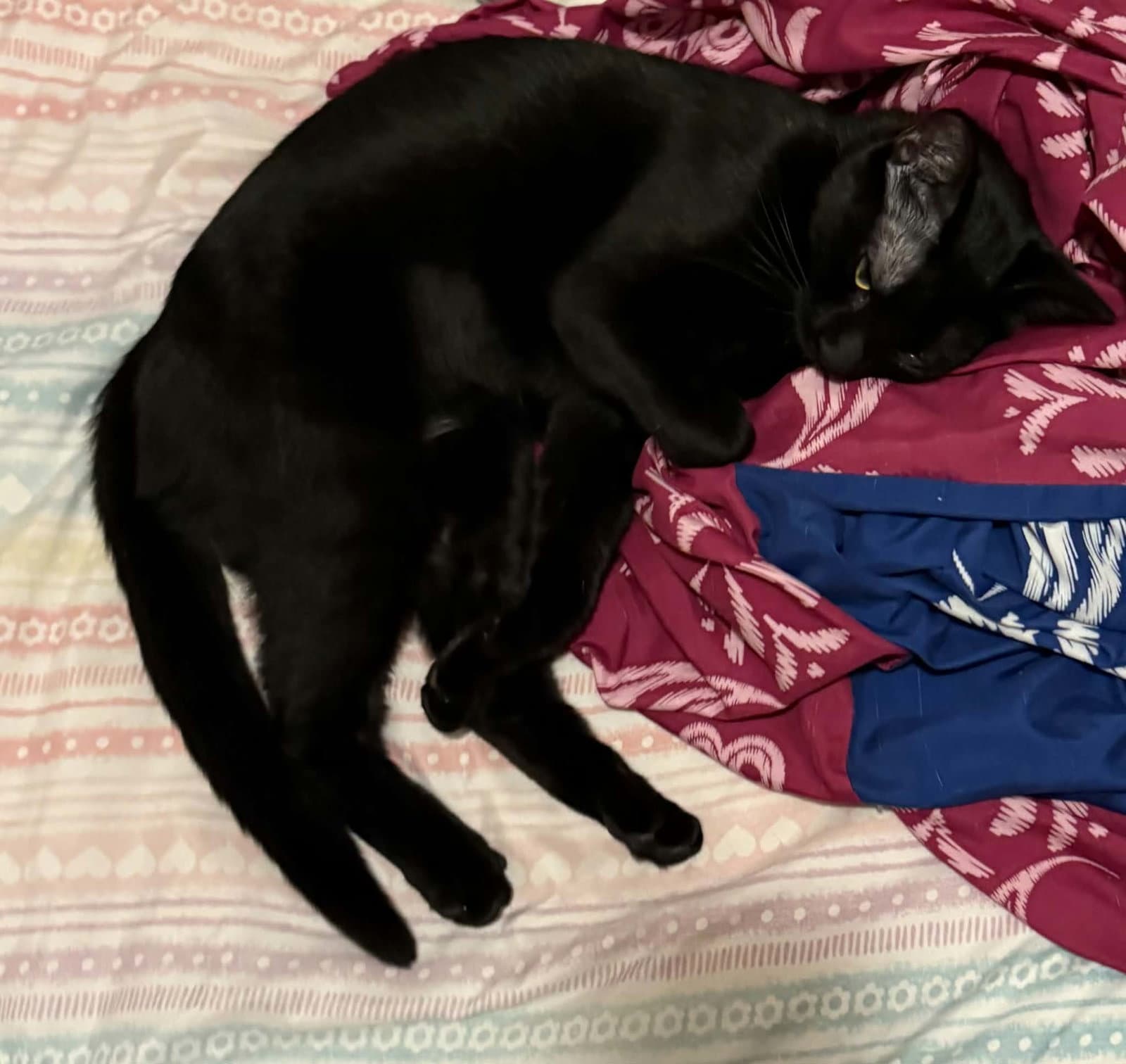 Luna - Domestic Short Hair