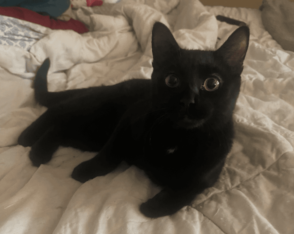 Pepper - Domestic Short Hair
