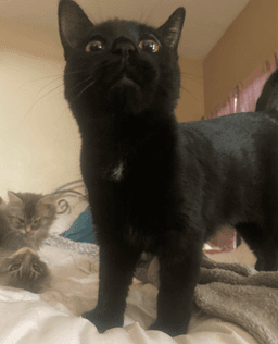 Pepper image 2