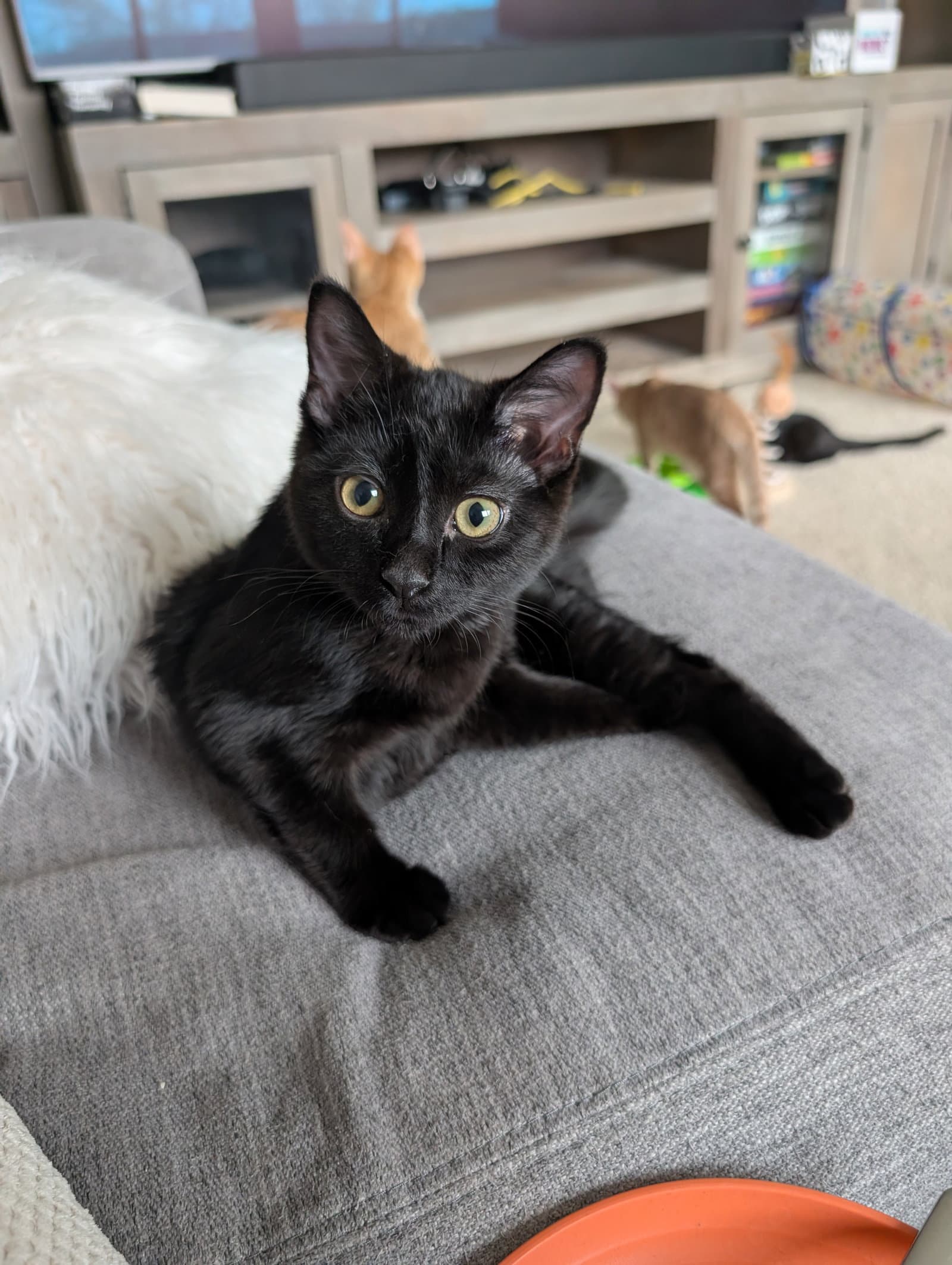 Keeks - Domestic Medium Hair
