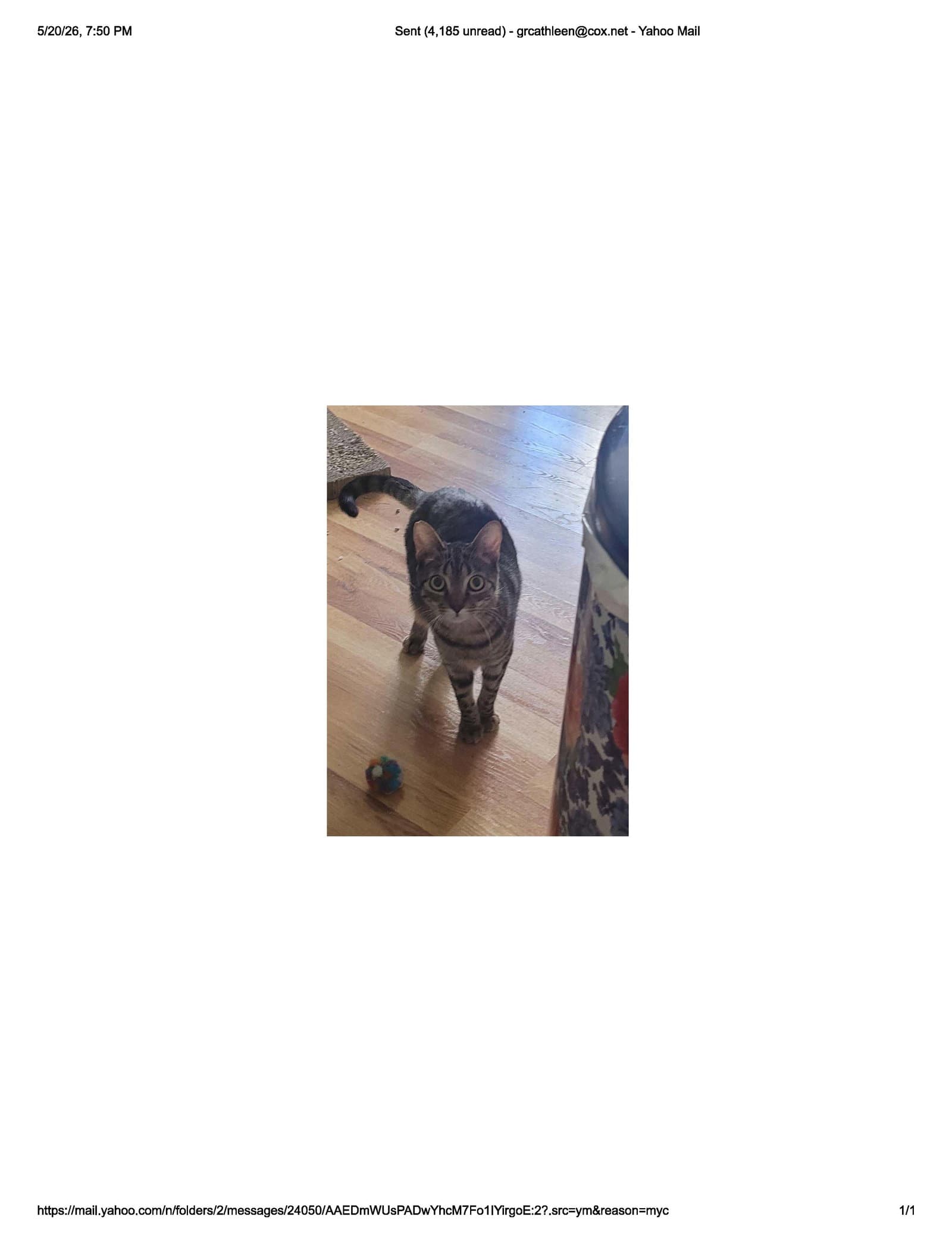 Coyote - Domestic Short Hair