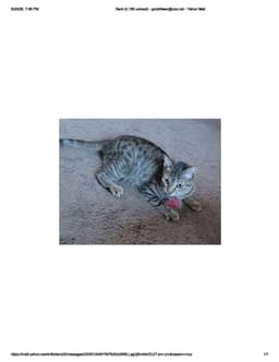 Coyote image 2