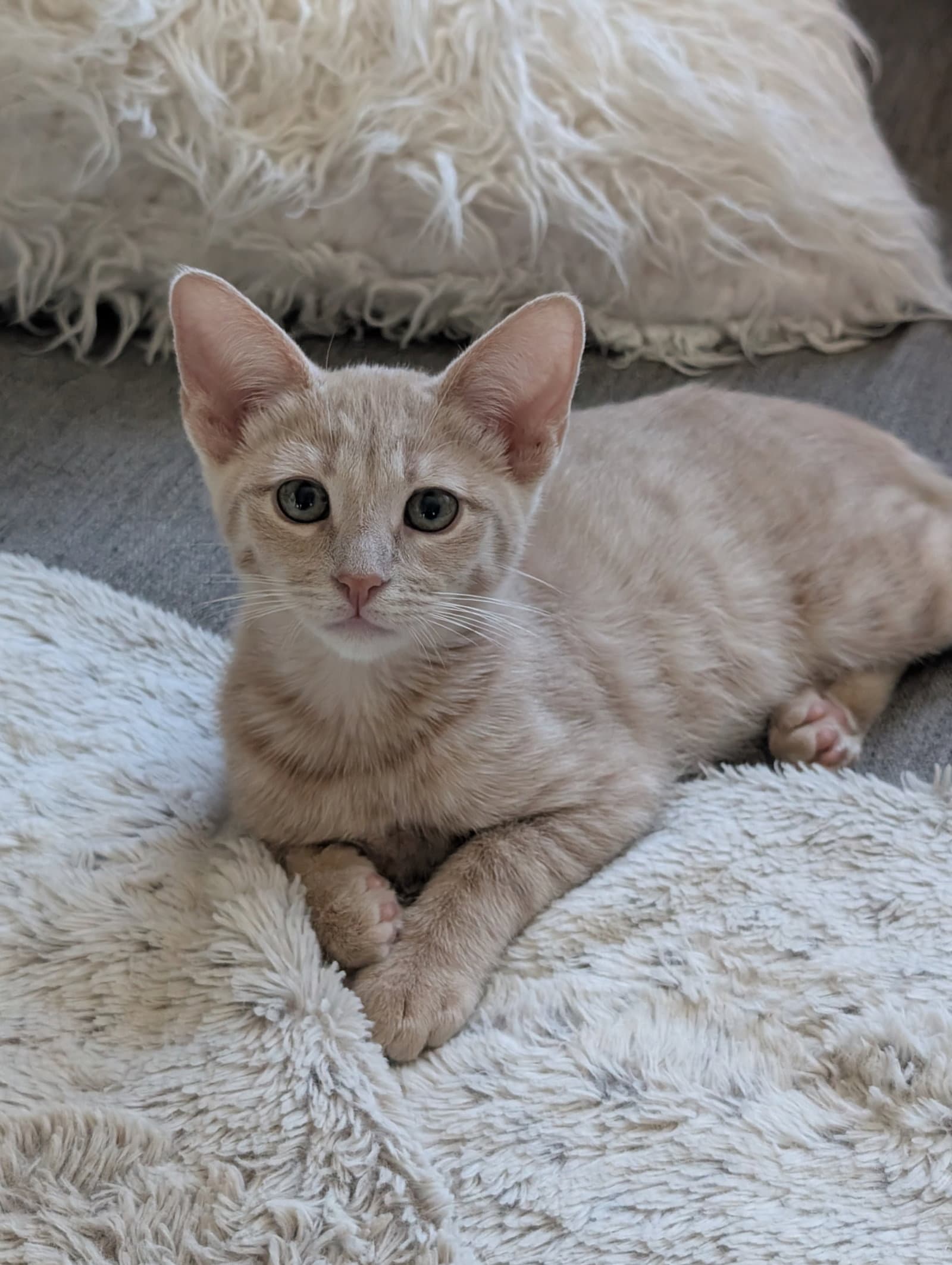 Lion - Domestic Short Hair