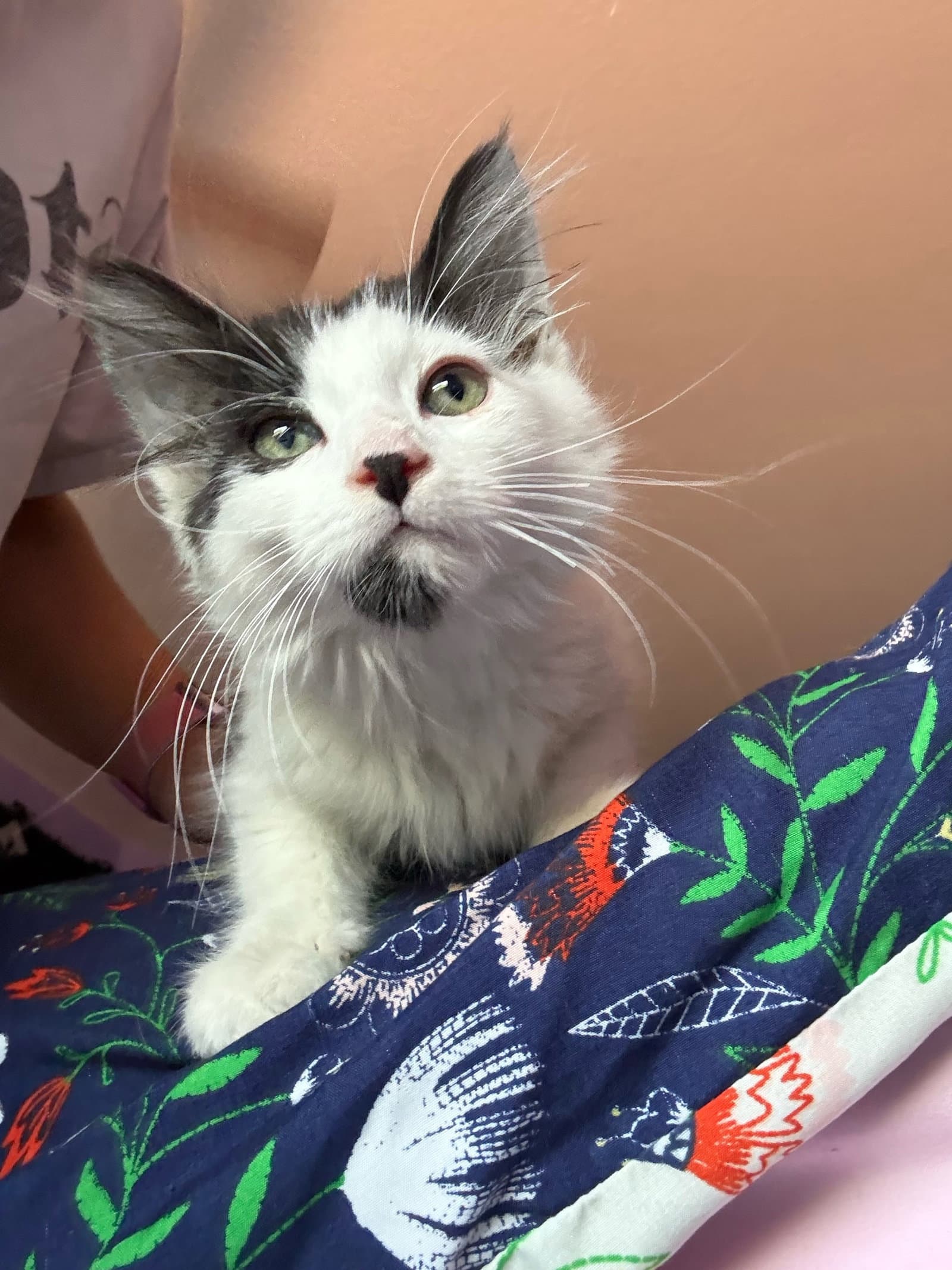 Cream - Domestic Long Hair