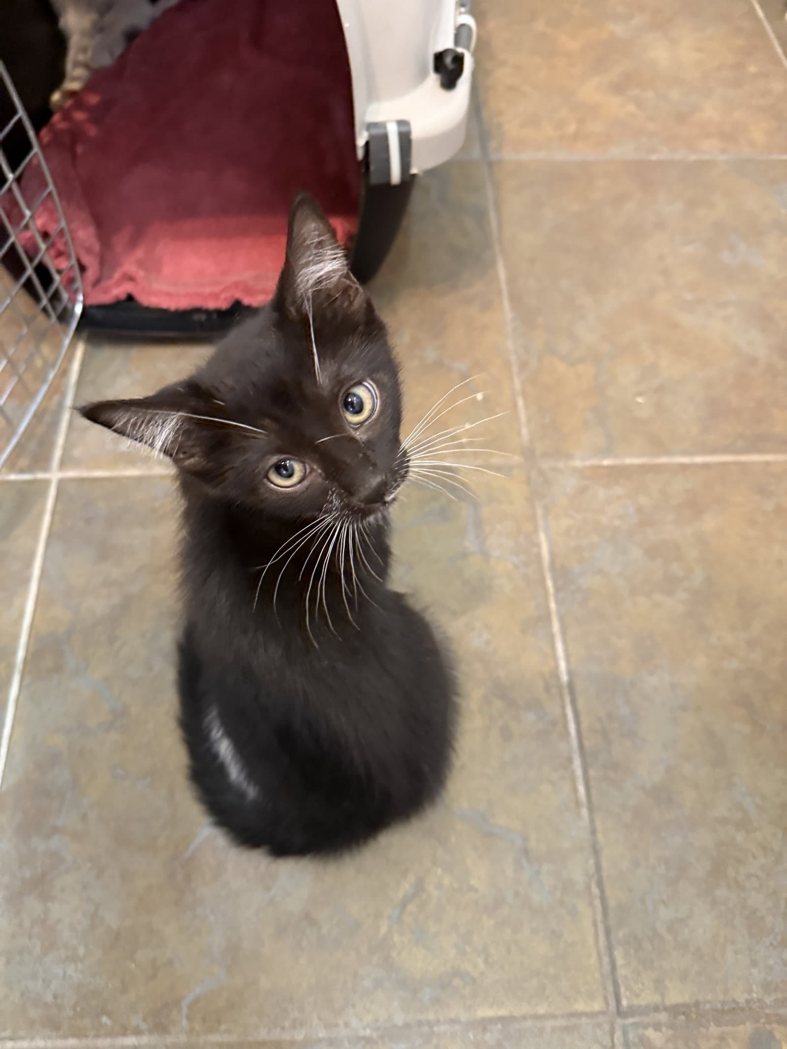 Lipstick - Domestic Short Hair