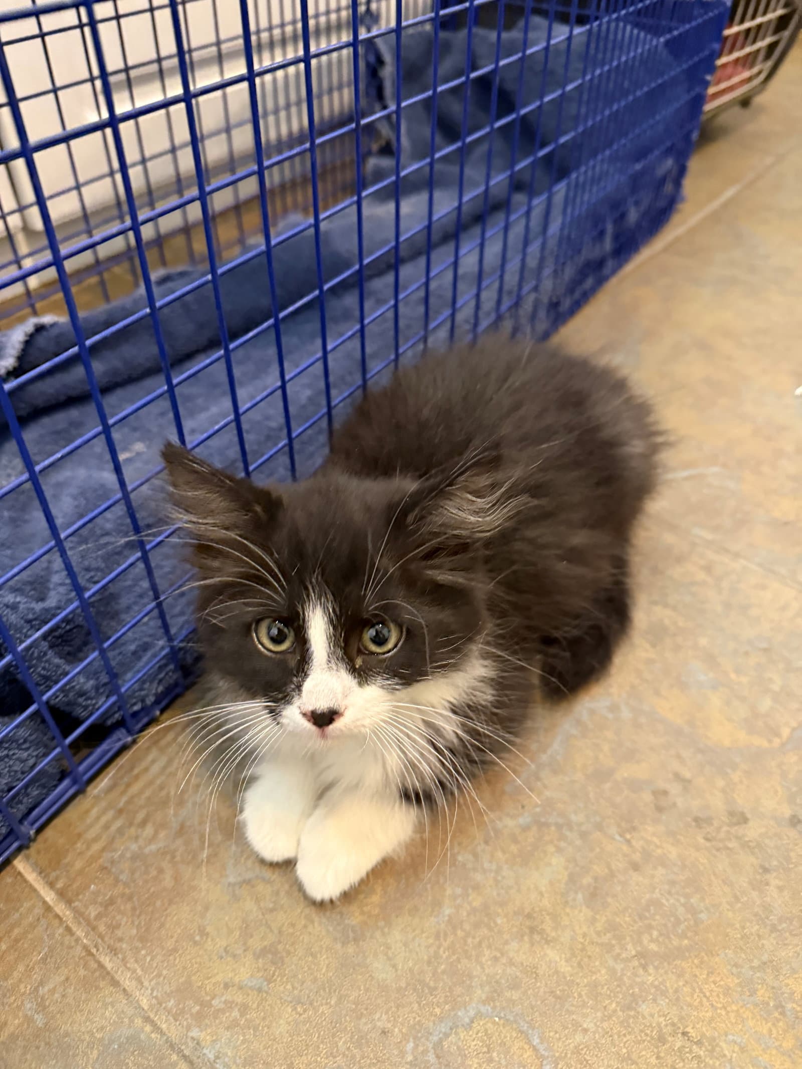 Violet - Domestic Long Hair
