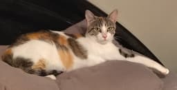 Callie image 1
