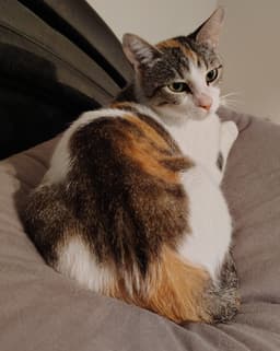Callie image 2