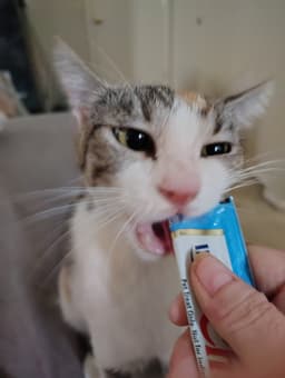 Callie image 3