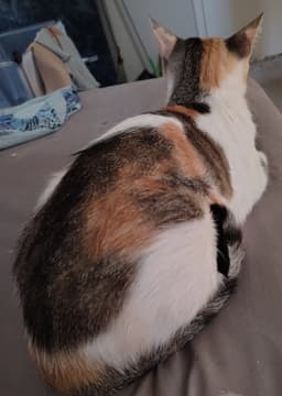 Callie image 4