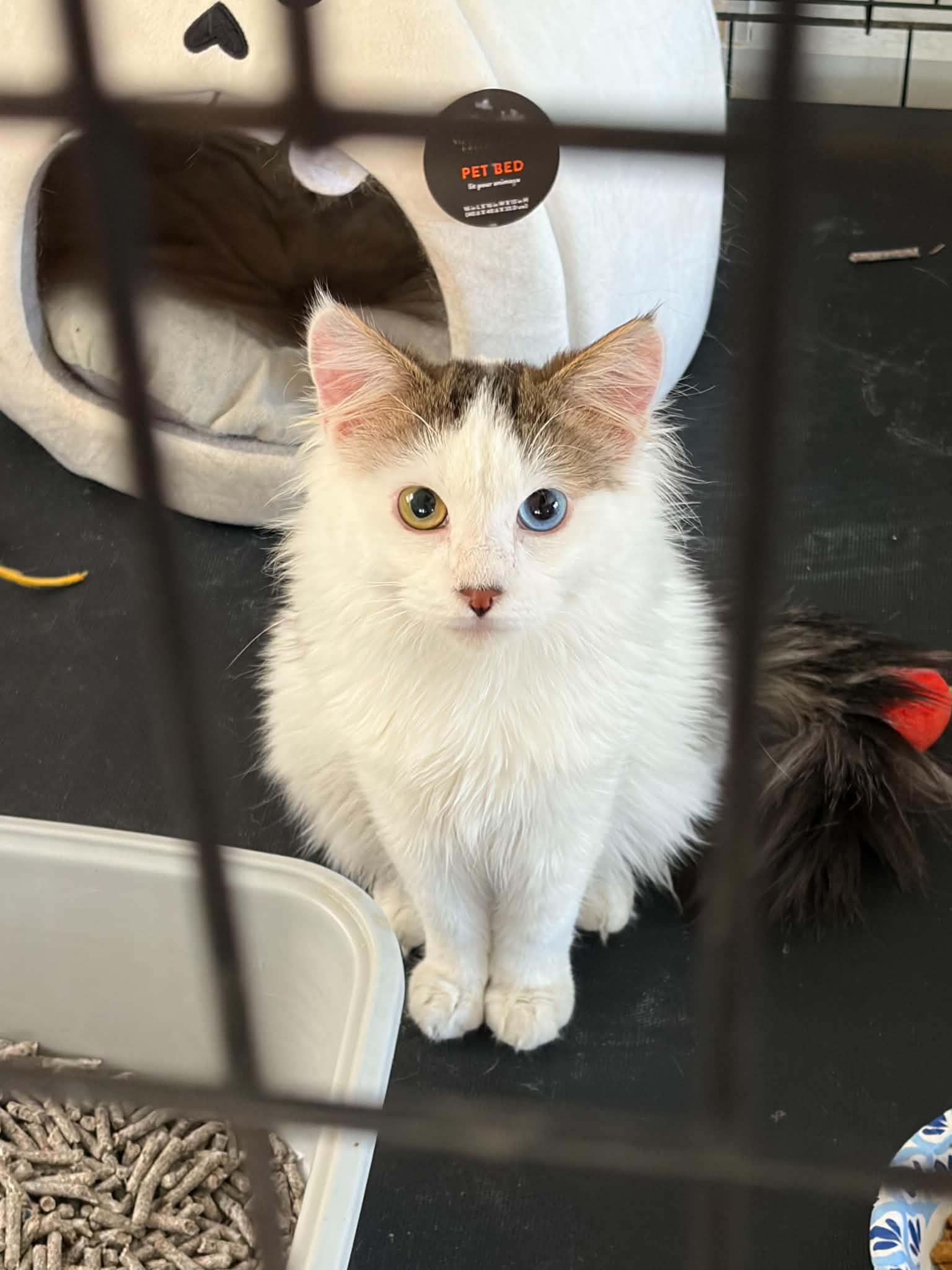 Sir Benjamin - Domestic Medium Hair