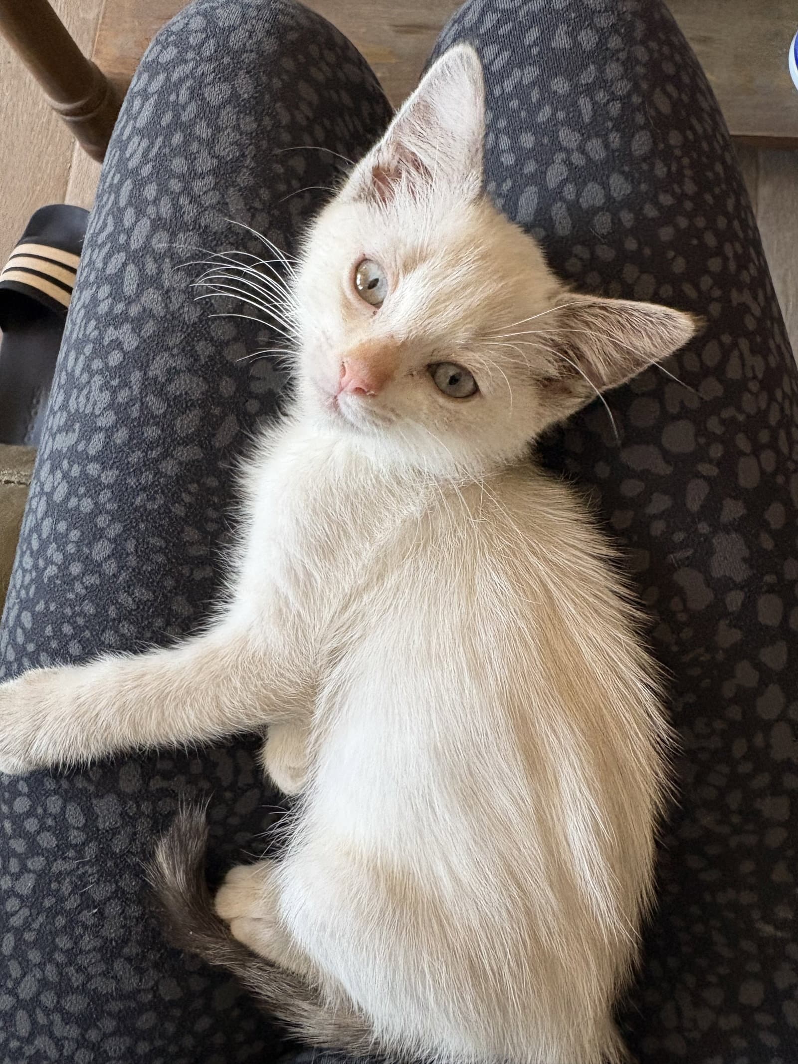 Go Sports - Siamese