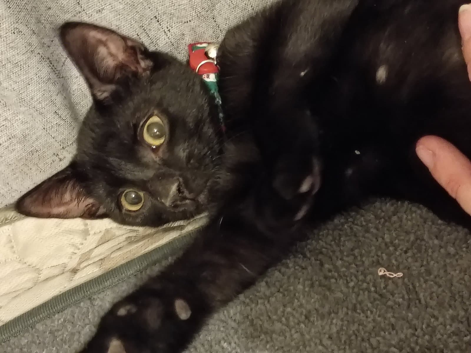 Asteria - Domestic Short Hair