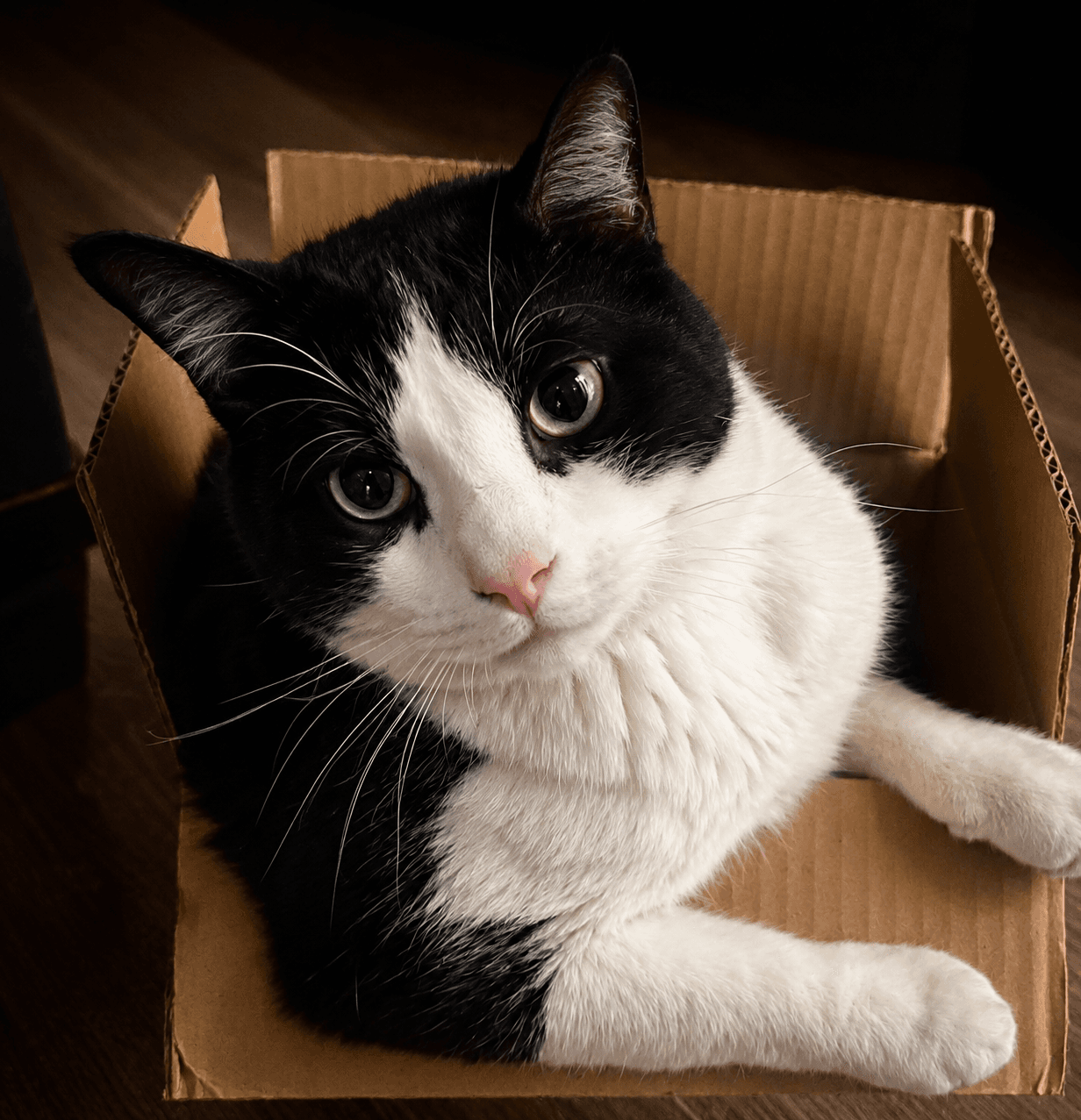 Rocky Fiv - Domestic Short Hair