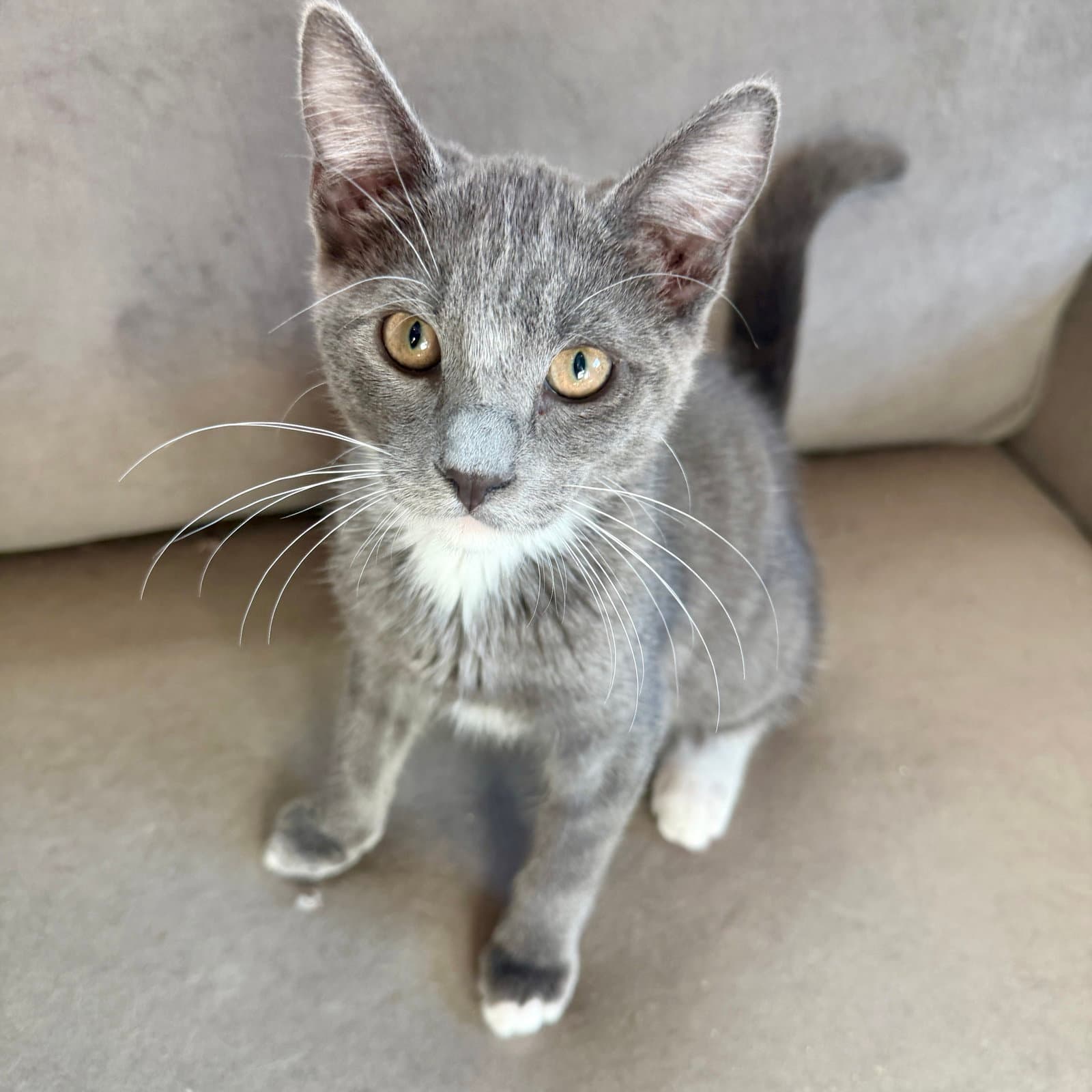 Osmium - Domestic Short Hair